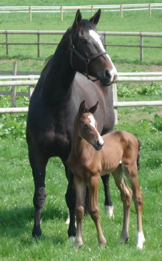 Bay Foal